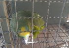 Ibama apreende aves silvestres sem origem legal em cidades do Araguaia