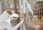 Ministério Público recomenda construção de canil municipal e controle de animais em Água Boa