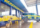 Cão farejador da PRF encontra mais de 160 kg de drogas durante fiscalização em MT