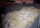 Trio é preso suspeito de furto de gado na zona rural de Barra do Garças