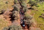 VÍDEO: 2ª Cavalgada da Campileite reúne grande público e fortalece tradição em Campinápolis