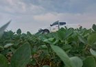 Vazio sanitário da soja já está em vigência em Mato Grosso