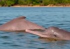 Família fisga boto raro que só existe no Brasil durante pescaria no Rio Araguaia