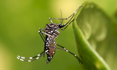 Dengue: Brasil registra mais de 243 mil casos prováveis da doença