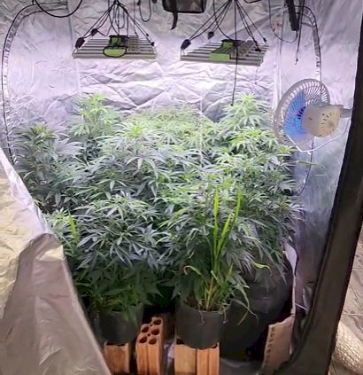 PM fecha estufa clandestina de maconha e prende homem por cultivo e tráfico em MT
