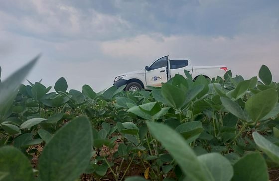 Vazio sanitário da soja já está em vigência em Mato Grosso